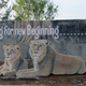 Madhya Pradesh’s Kuno Palpur Wildlife sanctuary is all set to be the new home for relocated Asiatic lions from Gir in Gujarat.
